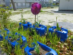 ４月３０日 どんな植物を育てるのかな 岡崎市立井田小学校