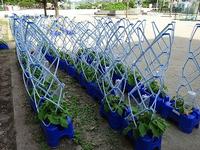 ６月１１日 金 アサガオに支柱を立てました 岡崎市立緑丘小学校